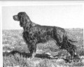 Setter Gordon BOYER'S SHAH AT YENNADON Setter Gordon BOYER'S SHAH AT YENNADON